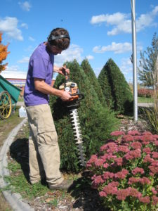 Man trimming shrubery